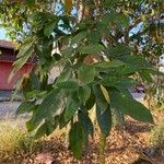 Clitoria fairchildiana Leaf