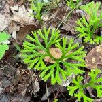 Lycopodium complanatum Folha