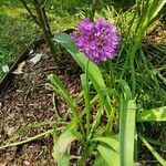 Allium pyrenaicum 花