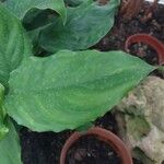 Aglaonema modestum 葉