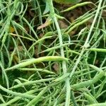 Brassica napus Φρούτο