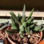 Gasteria obliqua ᱪᱷᱟᱹᱞᱤ