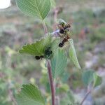 Amelanchier utahensis عادت