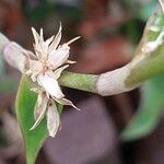 Callisia gentlei Flower