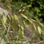 Bromus commutatus Fruit