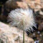 Eriophorum scheuchzeri Mbuma