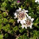 Iberis ciliata Flower