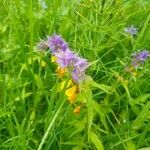 Melampyrum nemorosum Flower