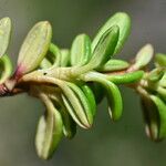 Kalmia procumbens 叶