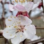 Prunus armeniaca Flower