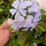 Plumbago auriculata Flor