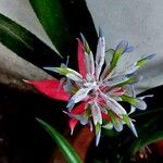 Billbergia macrocalyx Flor