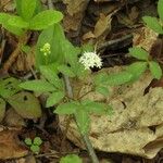 Panax trifolius Hàbitat