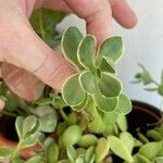 Aeonium castello-paivae Likasa