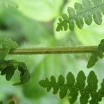 Pteridium capense 葉