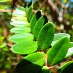 Metrosideros operculata Hoja