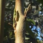 Solanum betaceum Leaf