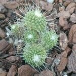 Mammillaria spinosissimaLeaf