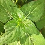 Capsicum pubescens Hoja