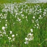 Eriophorum latifolium عادت داشتن