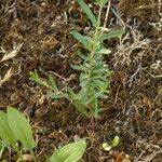 Hypericum linariifolium Folla