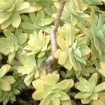 Sedum palmeri ഇല