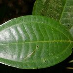 Miconia cooperi Leaf