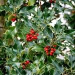 Ilex aquifolium Levél