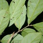 Matayba ingifolia 葉