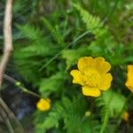 Ranunculus breyninus Blodyn