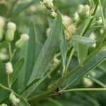 Baccharis punctulata Folha