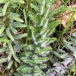 Cirsium palustre Leaf