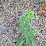 Inula conyza Likasa