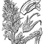 Orobanche artemisiae-campestris Anders