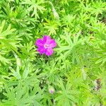 Geranium sanguineum ശീലം