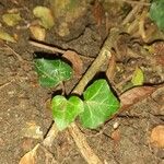 Hedera hibernica Hoja