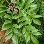 Lonchocarpus parviflorus ഇല