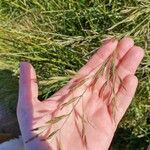 Festuca pratensis Gyümölcs