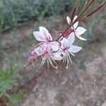 Gaura lindheimeri Кветка