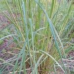 Cenchrus purpureus Leaf