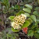 Syzygium multipetalum Bloem