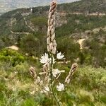 Asphodelus ramosus Цветок
