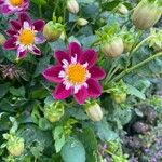 Dahlia pinnataFlower