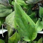 Omphalodes verna Leaf