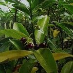 Daphne pontica Hoja