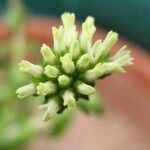 Crassula alpestris