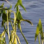 Sagittaria sagittifolia Leht