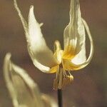 Erythronium klamathense Flor