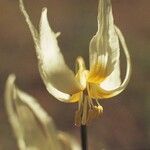 Erythronium klamathense Voninkazo