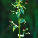 Scrophularia peregrinaFleur